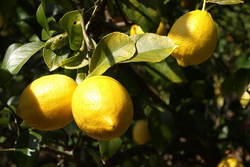 KANKITSU LABO Candy & Chocolate Dry Candied Japanese Citrus Peel | Setouchi Lemon (瀬戸内れもん) |