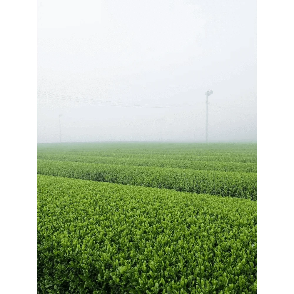 Morihata International Ltd. Co. Tea & Tea Sets Morihata Organic Matcha - Sei (Classic Grade)