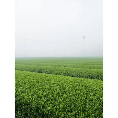 Morihata International Ltd. Co. Tea & Tea Sets Morihata Organic Matcha - Sei (Classic Grade)